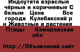 Индоутята взраслые чёрные и коричневые С белым › Цена ­ 450 - Все города, Кулебакский р-н Животные и растения » Птицы   . Кемеровская обл.